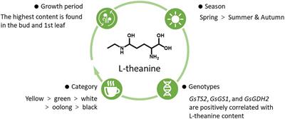 L-Theanine: A Unique Functional Amino Acid in Tea (Camellia sinensis L.) With Multiple Health Benefits and Food Applications